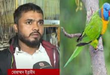 টঙ্গীতে বিরল প্রজাতির পাখির ছানা উদ্ধার!