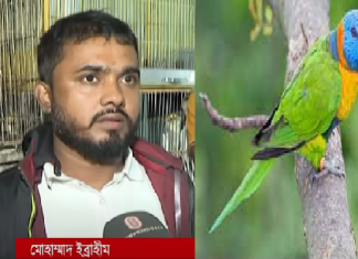 টঙ্গীতে বিরল প্রজাতির পাখির ছানা উদ্ধার!